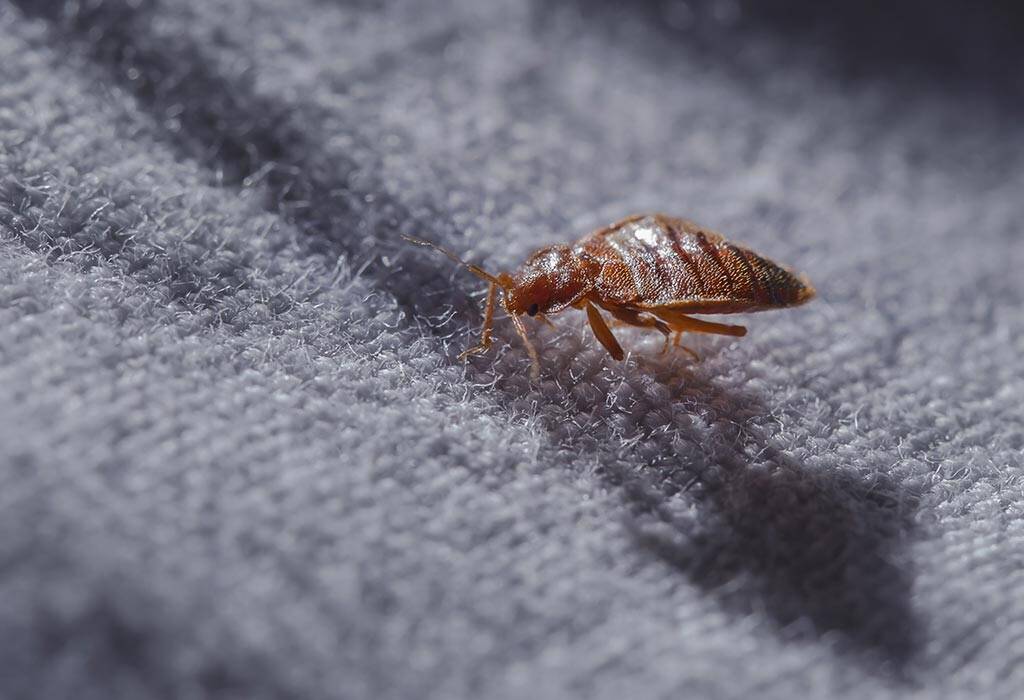 bed bug control London 

